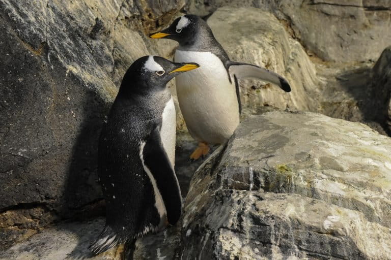 Gentoo penguins look as if they are wearing a bonnet of white where feathers cover the tops of their heads. They live on the Antarctic Peninsula. Credit: Julie Larsen Maher ©WCS