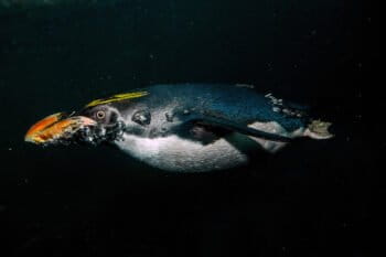 While penguins cannot fly through the air, they are very adept at using their wings to propel themselves through the water like this macaroni penguin. Credit: Julie Larsen Maher ©WCS
