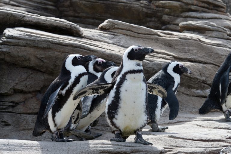 Black-footed penguins are also known as African or jackass penguins. They have a donkey-like bray and are found on the southwestern coast of Africa from Namibia to South Africa. Credit: Julie Larsen Maher ©WCS