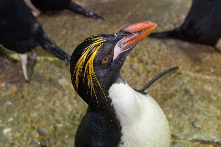 Macaroni penguins are among the penguin species that live farthest south in the sub-Antarctic islands. They are one of six penguin species that have colorful crests of feathers. Credit: ©David Oehler/ WCS.