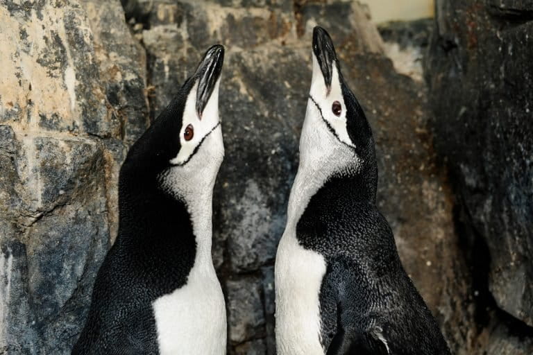 Chinstrap penguins are found in Antarctica and the world's other southernmost islands. Changing ocean conditions affect their main food source, krill. Credit: © Julie Larsen Maher / WCS