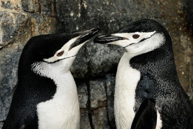 Chinstrap penguins are found in Antarctica and the world's other southernmost islands. Changing ocean conditions affect their main food source, krill. Credit: © Julie Larsen Maher / WCS