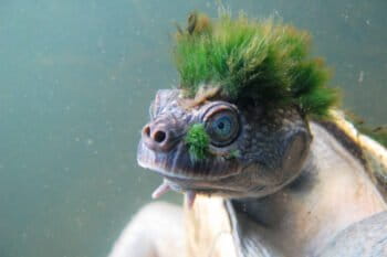Able to stay underwater for up to three days, the Mary river turtle (Elusor macrurus) uses specialized breathing organs in its cloaca. Photo by: Chris Van Wyk courtesy of ZSL.