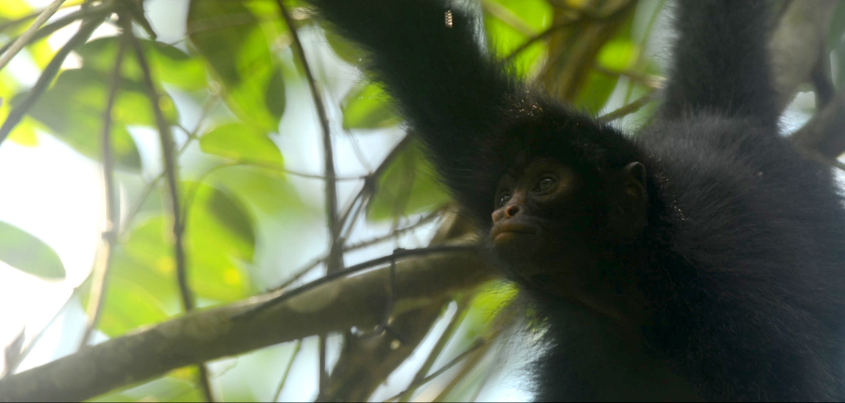 rainforest monkeys