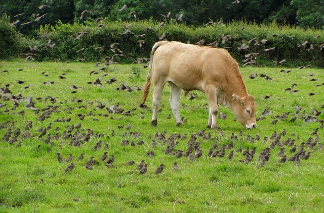 Common, or European, starlings like these in Northern Ireland, feed in groups on insects in fields, lawns, city parks, or airports. Their large flocks can create problems on active airport runways. 