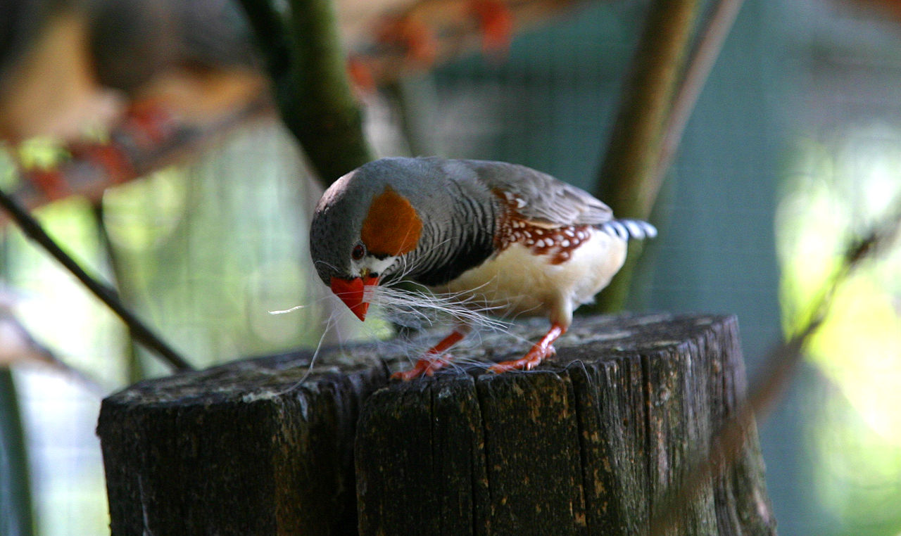 A zebra finch, native to central Australia, collects nesting material. Like starlings, they inhabit a wide range of grasslands and open woodlands. 