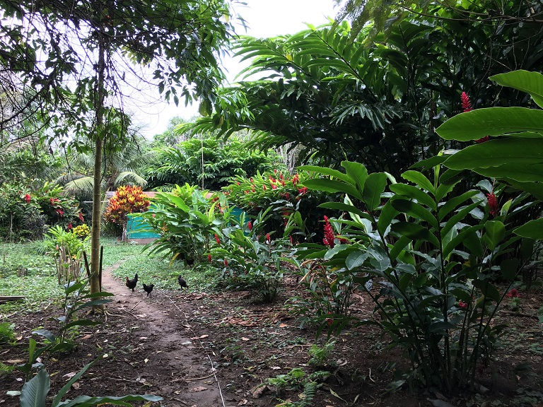 An agroforestry system at Camino Verde. Photo courtesy Shahrzade Ehya. 