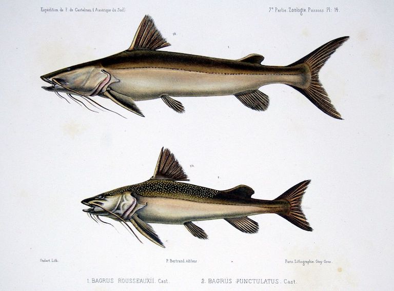 Illustration of the goliath catfish (top, now named Brachyplatystoma rousseauxii) and another catfish of the Amazon Basin called the coroatá (bottom, now named Platynematichthys notatus) based on a French expedition in 1856. Image in public domain via Wikimedia Commons. 