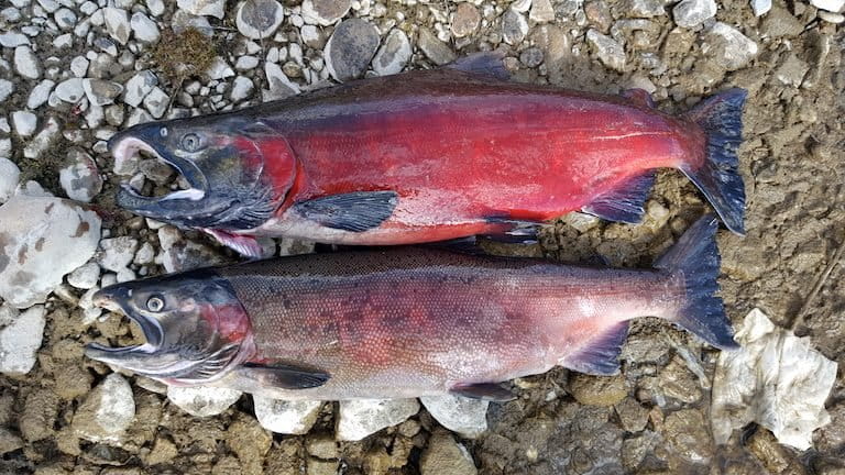 Coho salmon. Image by John Waldman. 