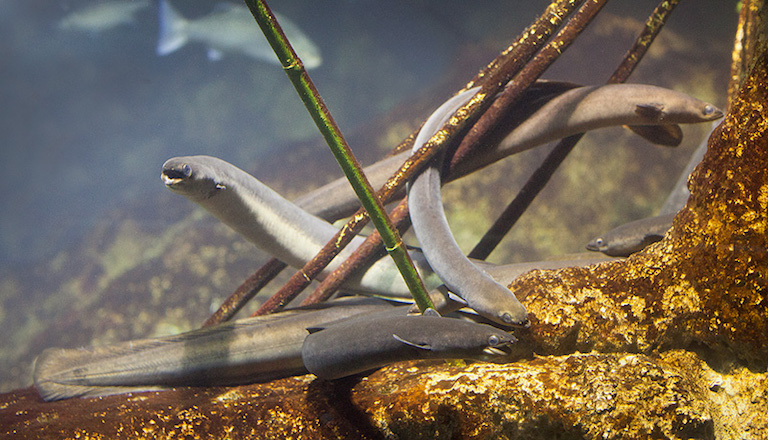 European eels. Photo by Dmitriy Konstantinov via Wikimedia Commons (CC BY-SA 3.0).