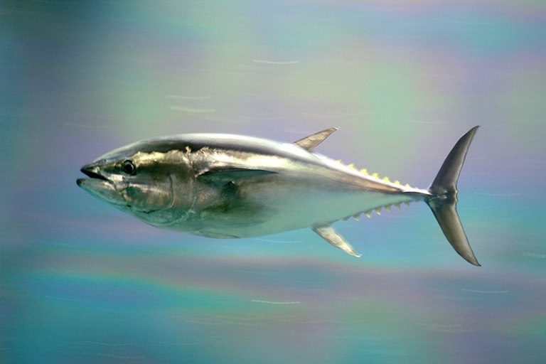 Pacific bluefin tuna. Image by aes256 via Wikimedia Commons (CC BY 2.1 JP).