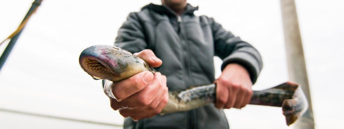 Sea lamprey caught during testing of a fish passage at the Afsluitdijk dike in the Netherlands. Image ©Ben Griffioen-WUR/IMARES.