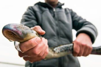 Sea lamprey caught during testing of a fish passage at the Afsluitdijk dike in the Netherlands. Image ©Ben Griffioen-WUR/IMARES.
