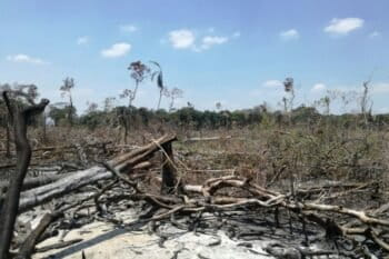 After cutting down hundreds of trees, workers start fires to more easily clean the land and prepare it to grow crops. Photo by Jorge Suárez.