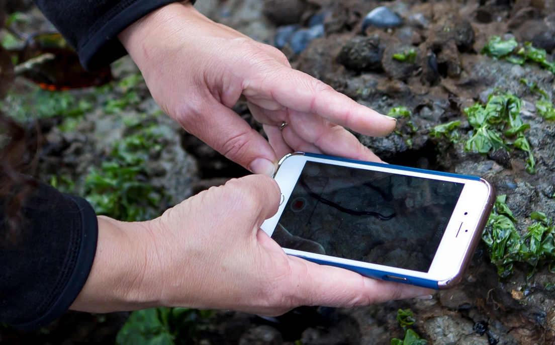 A team member in the recent Yerba Buena Island "bioblitz" captures a worm along the shore. 