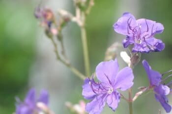 Flowers in Anchieta in Brazil. Photo by Ignacio Amigo/Mongabay.