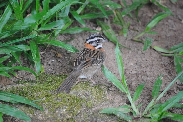 A rufous-collared sparrow in Anchieta. Photo by Ignacio Amigo/Mongabay.