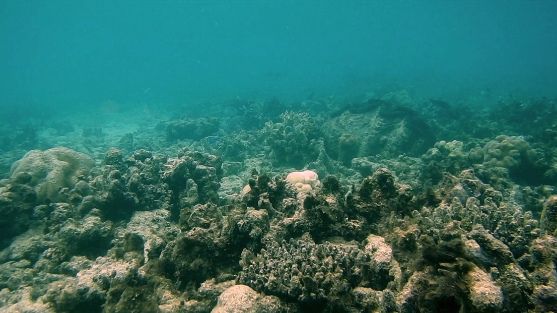 A second degraded reef coral reef at Lizard Island, Northern Great Barrier Reef, Australia. With few fish, degraded reefs lack the complex symphony of sounds of a healthy reef that attract young fish to a reef. 