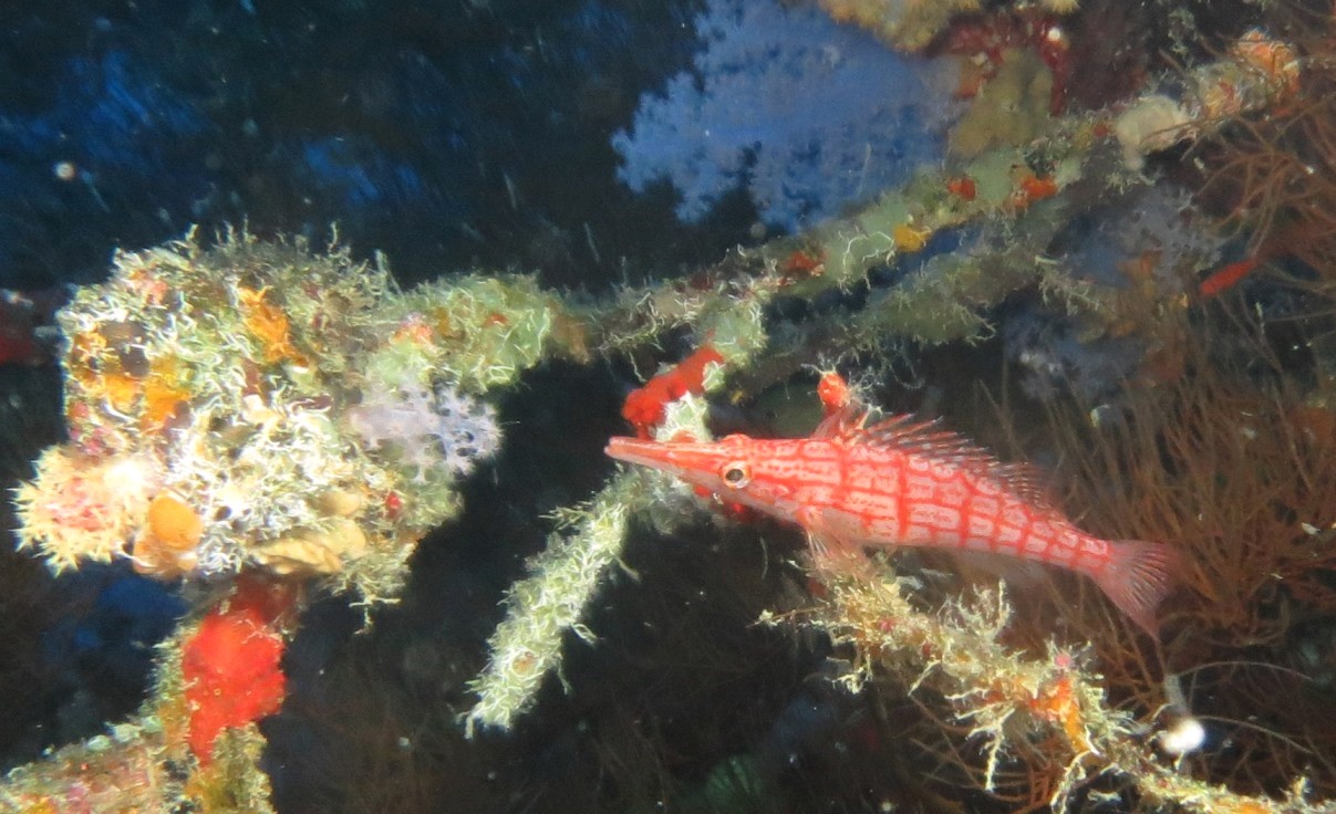 A hawkfish at home on the reef in Sabah, Malaysia. 