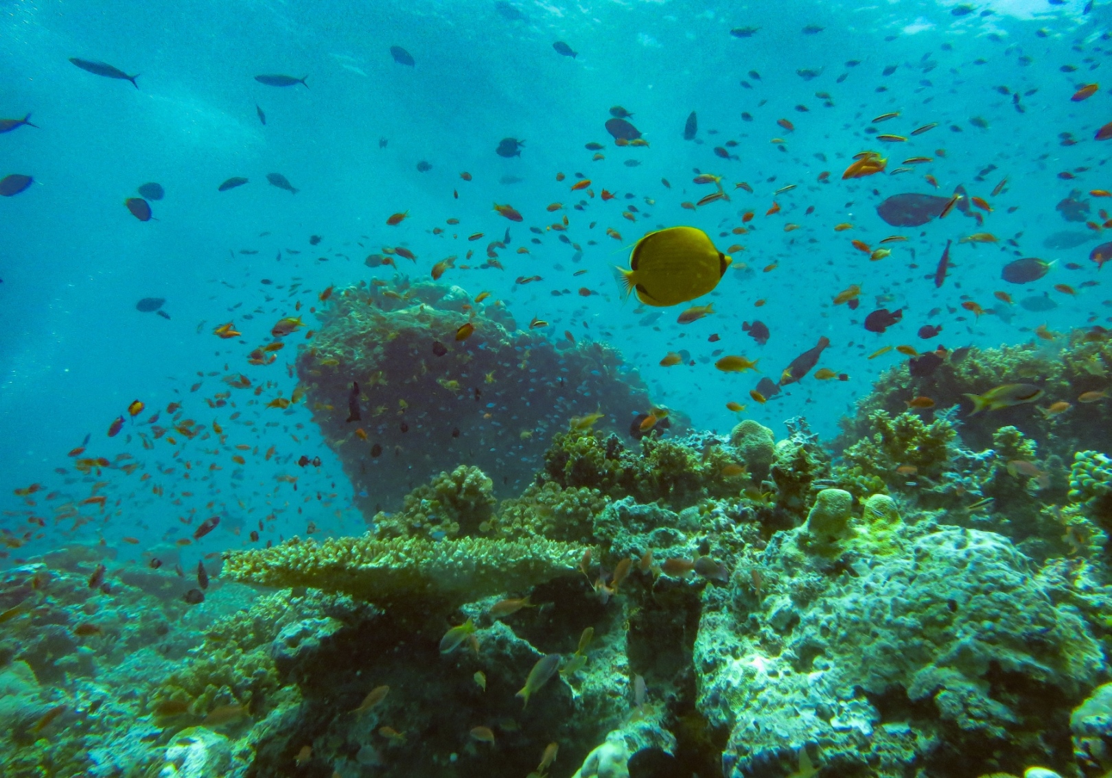 A diversity of fish species on a coral reef in Sabah, Malaysia. A healthy coral reef supports many species of fish, as well sea turtles, soft corals, and invertebrates such as starfish, squid, and shrimp. 