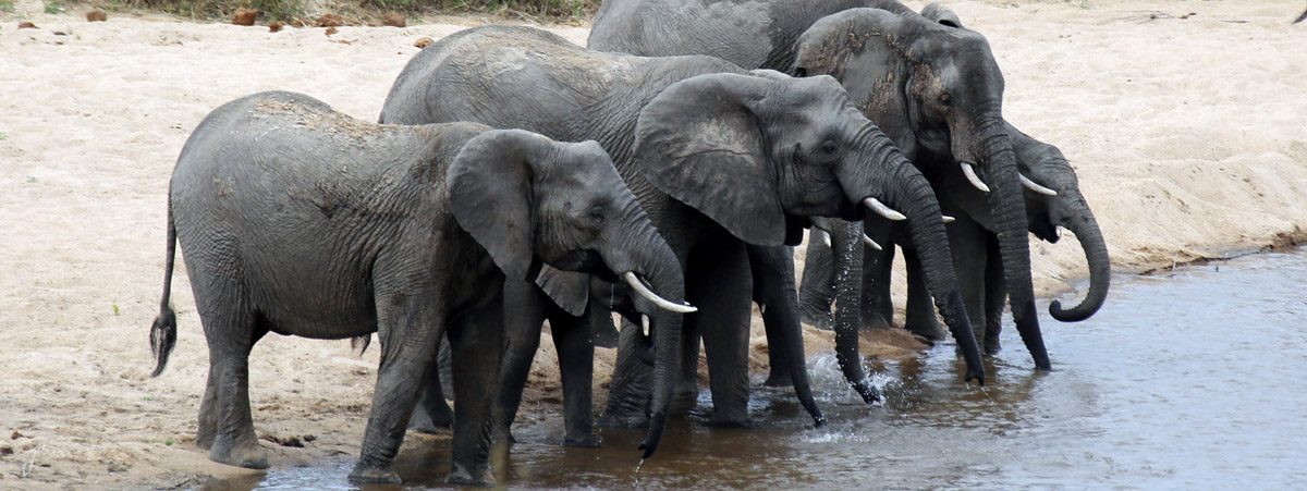 African elephants in Kruger National Park, South Africa. Photo by Rhett A. Butler.