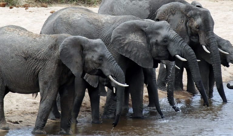 African elephants in Kruger National Park, South Africa. Photo by Rhett A. Butler.