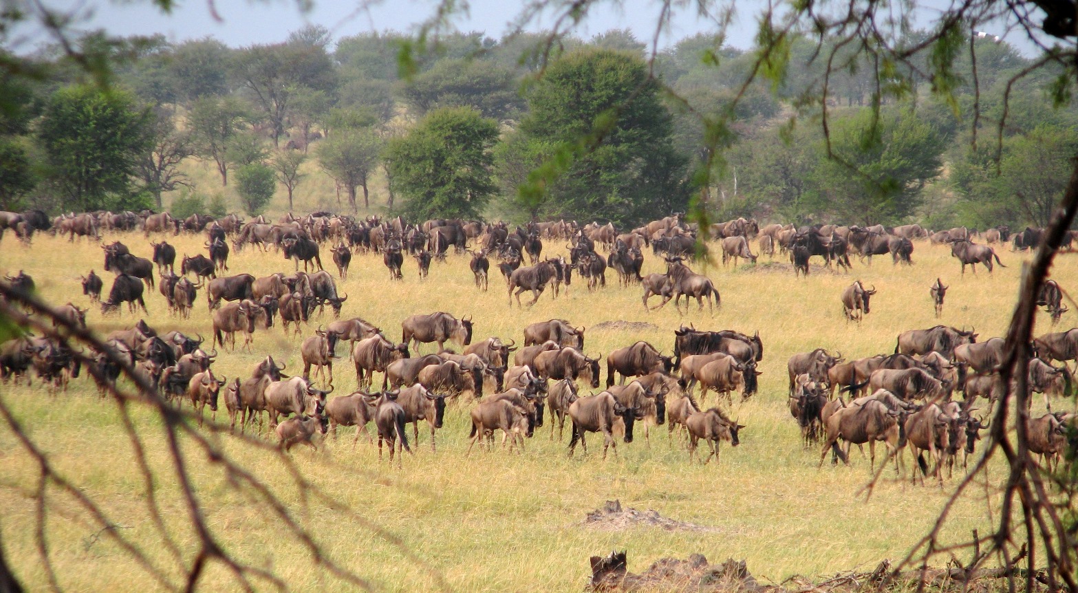 Snapshot of the massive migration of over one million wildebeest, as well as tens of thousands of gazelles, zebra, and eland, from Serengeti National Park in Tanzania to Maasai Mara in Kenya is an ecological phenomenon that draws over 140,000 visitors per year. 