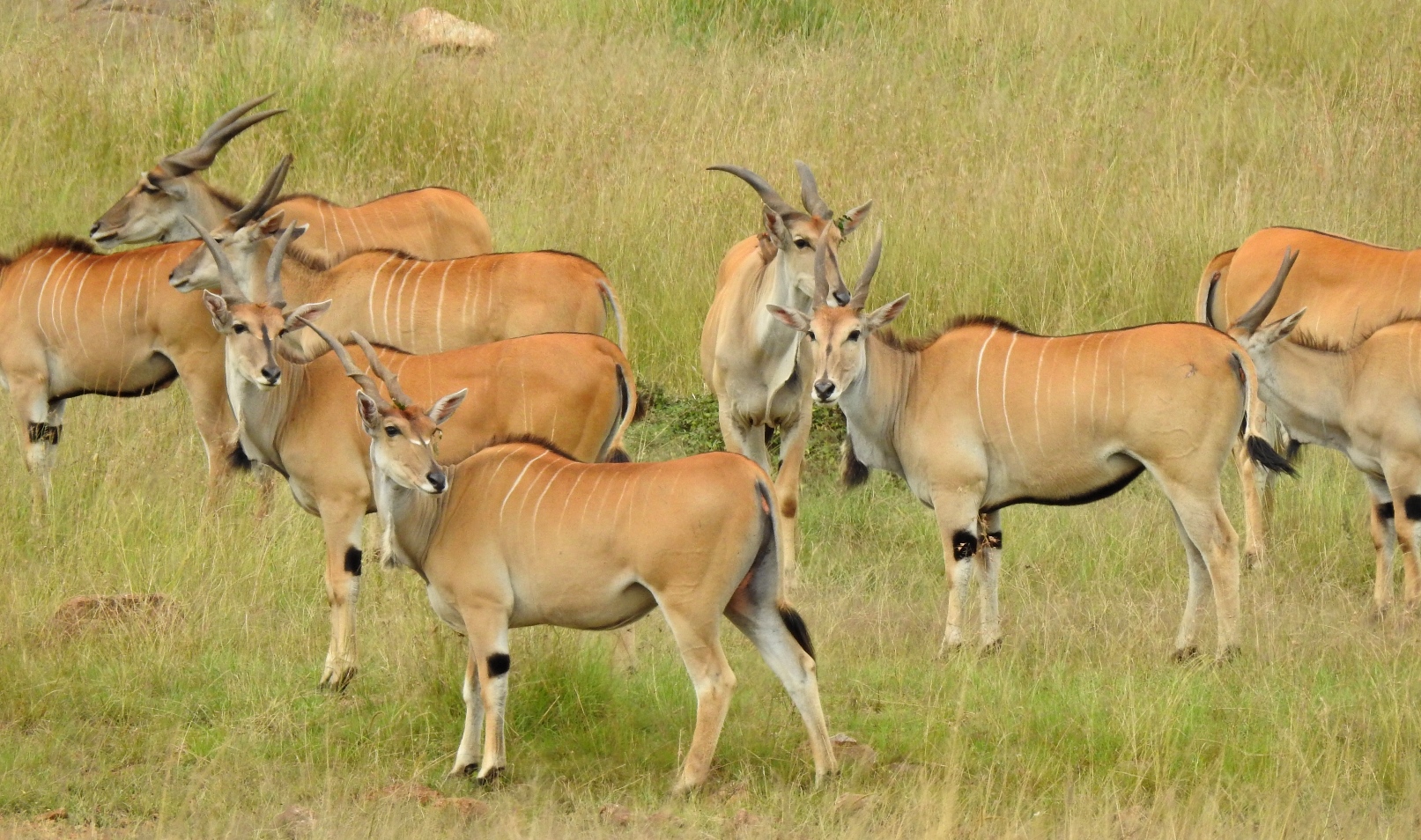 Elands are the world's largest antelope and join the Serengeti-Mara migration, though in smaller numbers than gazelles or wildebeest. 