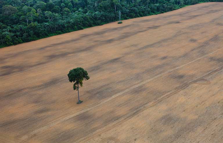 Única árvore em uma plantação de soja próxima à floresta, ao sul da cidade de Santarém, ao longo da BR-163. Rodovias como essa, que corta a Amazônia por 1.700 quilômetros, permitem acesso à floresta e possibilitam novos focos de desmatamento. Imagem de Daniel Beltrà/Greenpeace