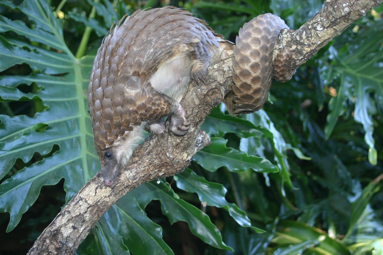 A white-bellied pangolin, one of eight pangolin species. Also called scaly anteaters, pangolins are the world's most trafficked mammal. Their scales, which are sold for supposed healing properties in Asian medicine, are actually made of keratin, the protein that also makes up hair, nails, hooves, horns, and claws. The scales have no known medicinal value. 