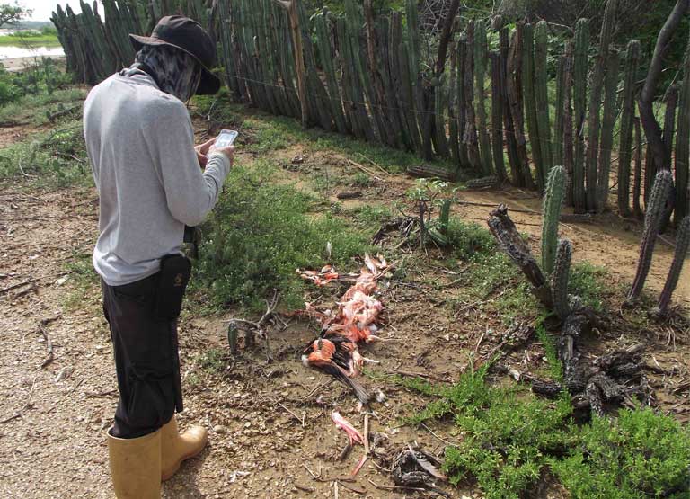 Documentando la muerte de los flamencos en Venezuela. Seguramente los que mataron a las aves lo hicieron para comérselas. Imagen de Alexis Quintanillo.