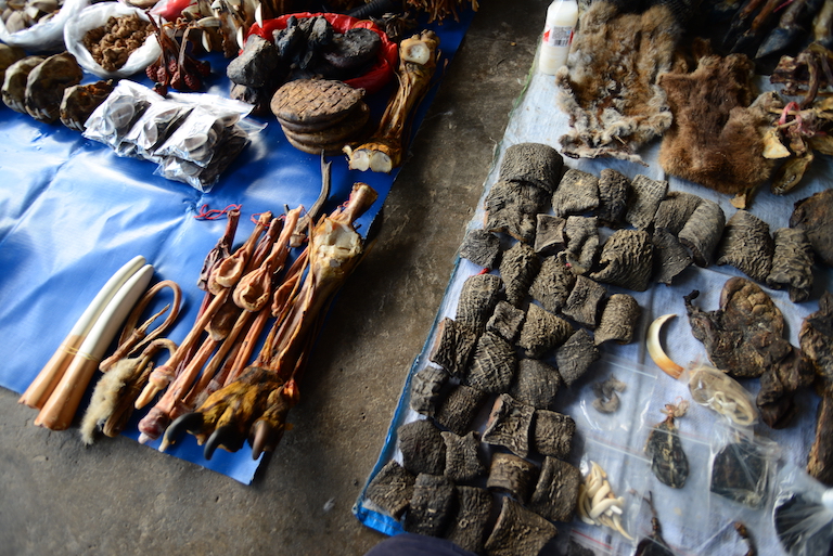 One of dozens of displays of wildlife products at a market in Mong Lah, Myanmar, including elephant skin, deer penises, fake ivory, bear gall bladders. Image courtesy of Karl Ammann. 