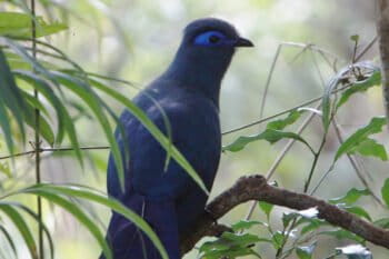 Banner image: A blue coua (Coua caerulea) in Ranomafana National Park, about 30 miles west of Vohilava. Image by Rhett A. Butler.