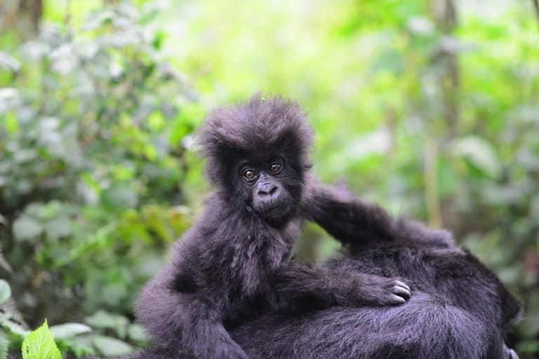 https://imgs.mongabay.com/wp-content/uploads/sites/20/2018/06/05161937/Fossey-Fund-MountainGorillaInfant4_768px-768x512.jpg