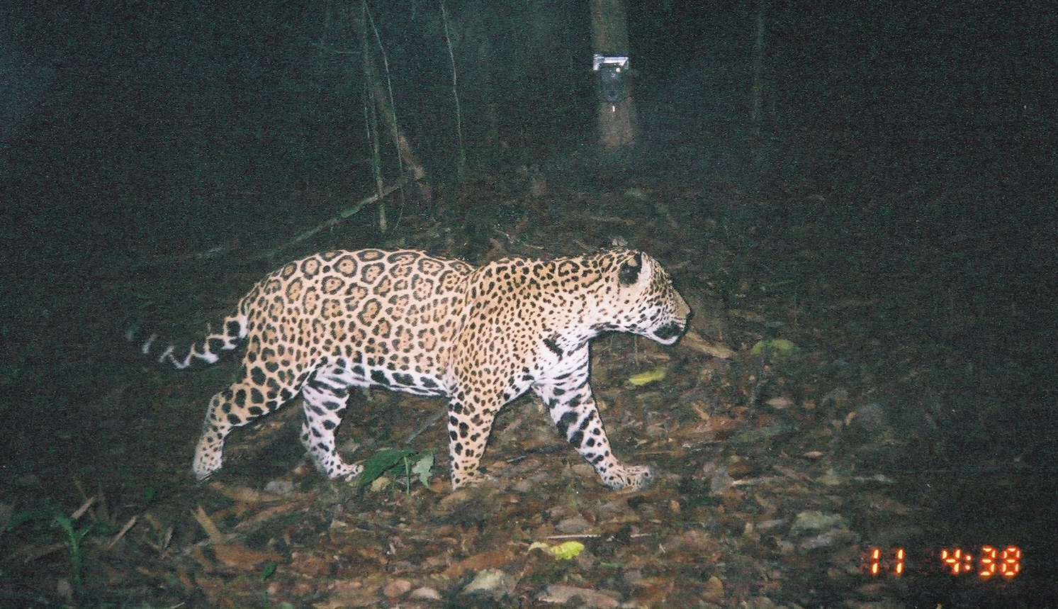 Camera traps have increasingly been used to monitor nocturnal or cryptic wildlife, such as this jaguar roaming the rainforest, or intruders into natural areas. As technologies such as remote cameras become easier to use, more rugged, and more affordable, their potential audience increases. 