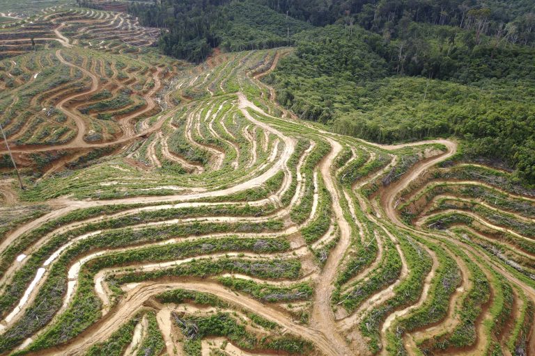 Giving Up Palm Oil Might Actually Be Bad for the Environment