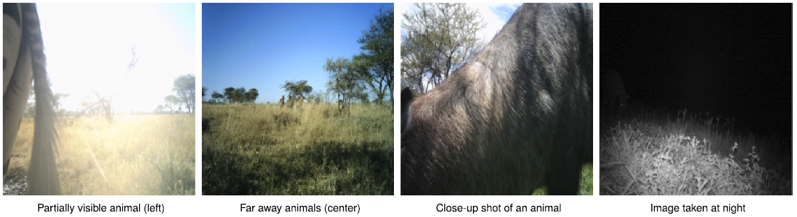 Lighting conditions, subjects at varying distances moving at different speeds, and other factors make identifying animals in the wild hard even for humans (trained volunteers achieve 96.6 percent accuracy vs. experts).  