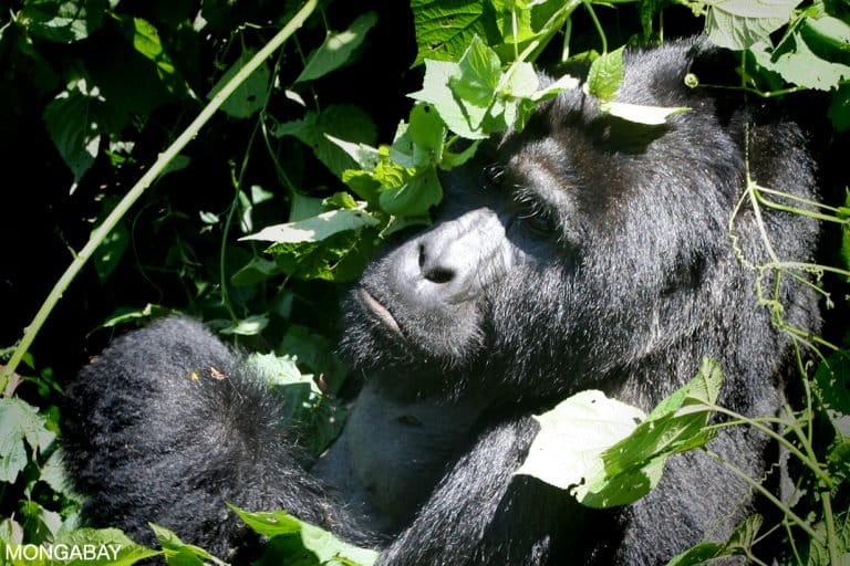 Mountain gorilla in neighboring Bwindi Impenetrable National Park, Uganda. Photo for Mongabay.com by Rhett A. Butler.