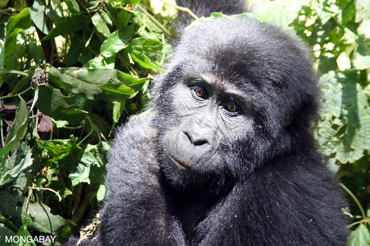 Mountain gorilla in neighboring Bwindi Impenetrable National Park, Uganda. Photo for Mongabay.com by Rhett A. Butler.