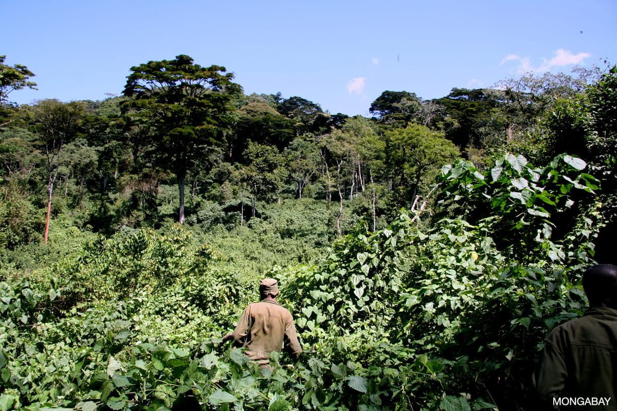 Rangers in neighboring Bwindi Impenetrable National Park, Uganda. Photo for Mongabay.com by Rhett A. Butler.