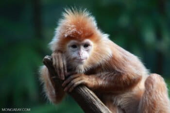 Ebony langur (Trachypithecus auratus). Image by Rhett Butler.