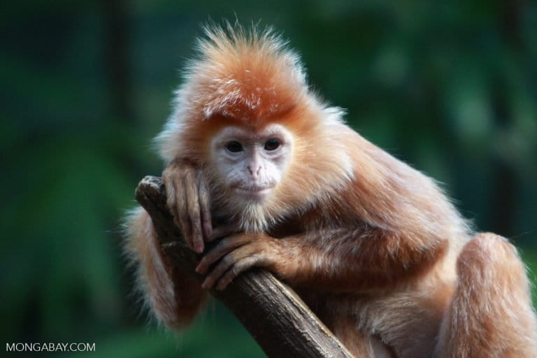 Ebony langur (Trachypithecus auratus). Image by Rhett Butler.