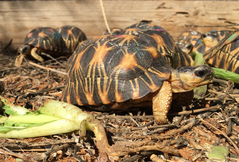 One tortoise at a time: Q&A with zoo veterinarian Justin Rosenberg