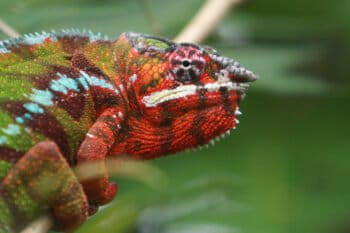 Pardalis chameleon (Furcifer pardalis), a resident of the Masoala Peninsula in northeastern Madagascar, where illegal rosewood logging has taken a heavy toll on forests. Image by Rhett A. Butler.