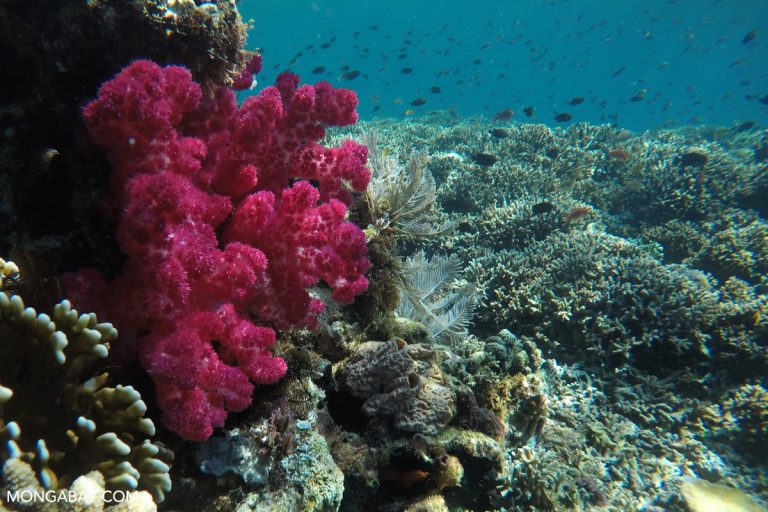 Critically endangered staghorn corals are benefiting from coral