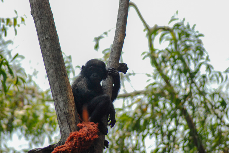 Congo Forestry Management