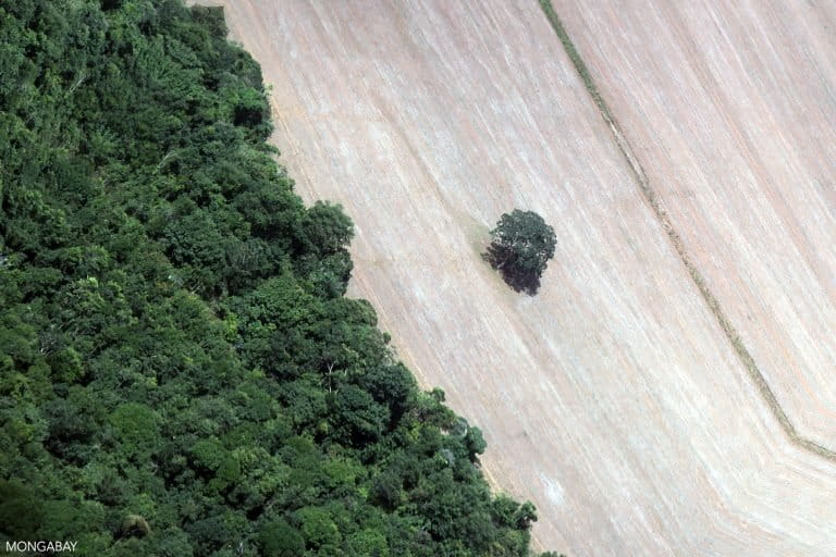 A lone Brazil nut tree left standing in a deforested area. Image by Rhett A. Butler/Mongabay.