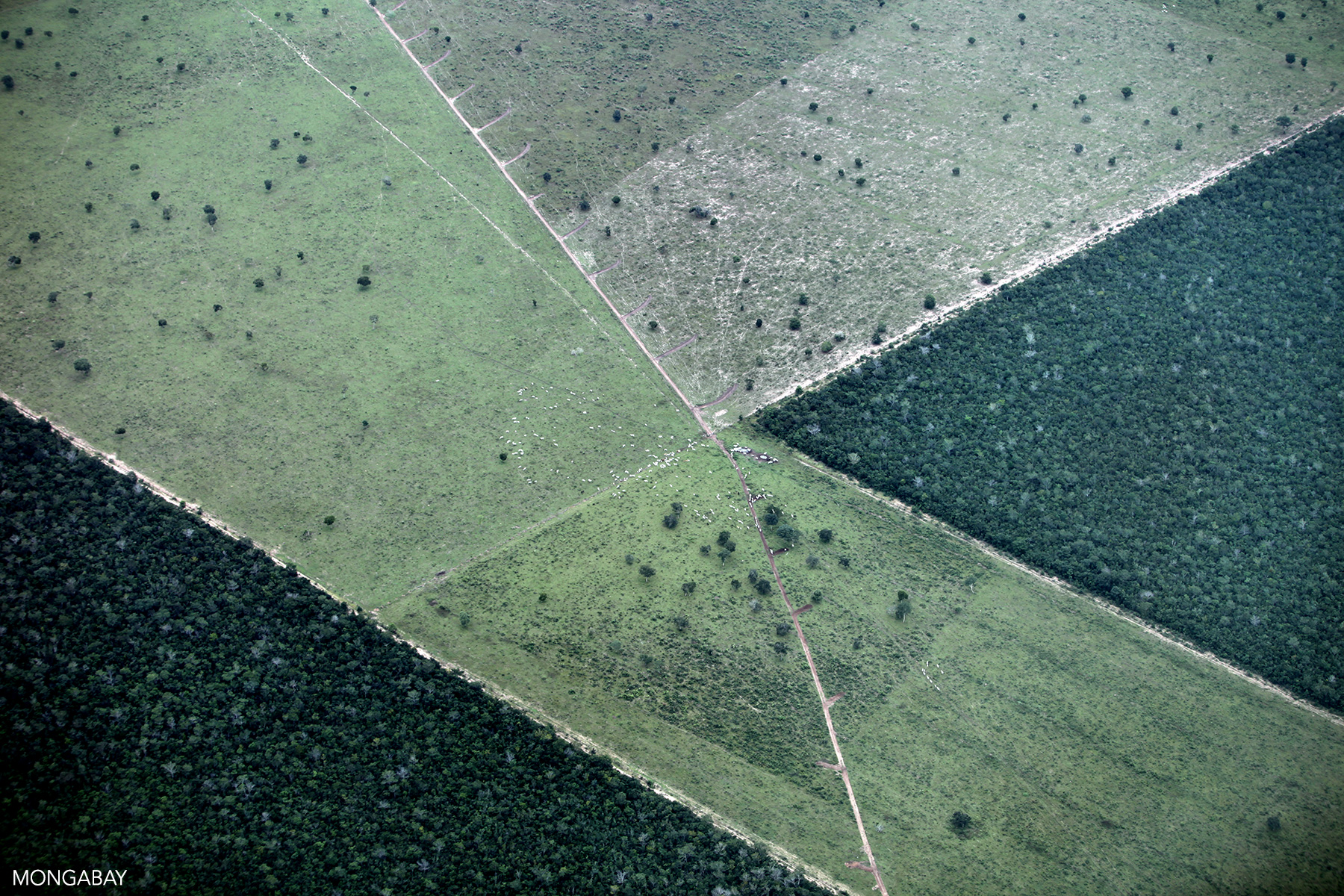 Deforestation for cattle ranching in the Brazilian Amazon. Photo by Rhett A. Butler for Mongabay.