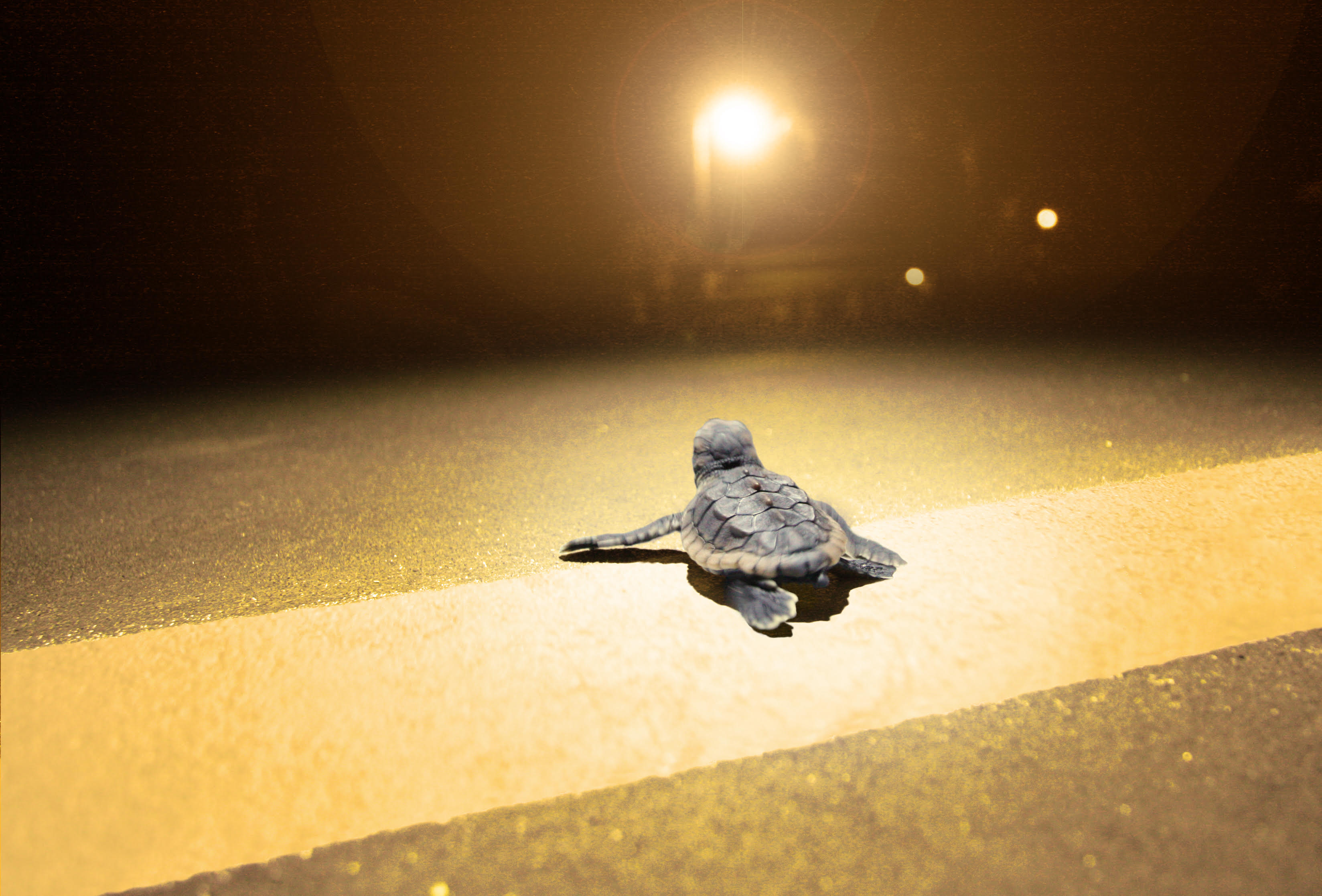 A hatchling loggerhead sea turtle in Florida, USA, moves away from the sea and toward high-pressure sodium roadway lighting.