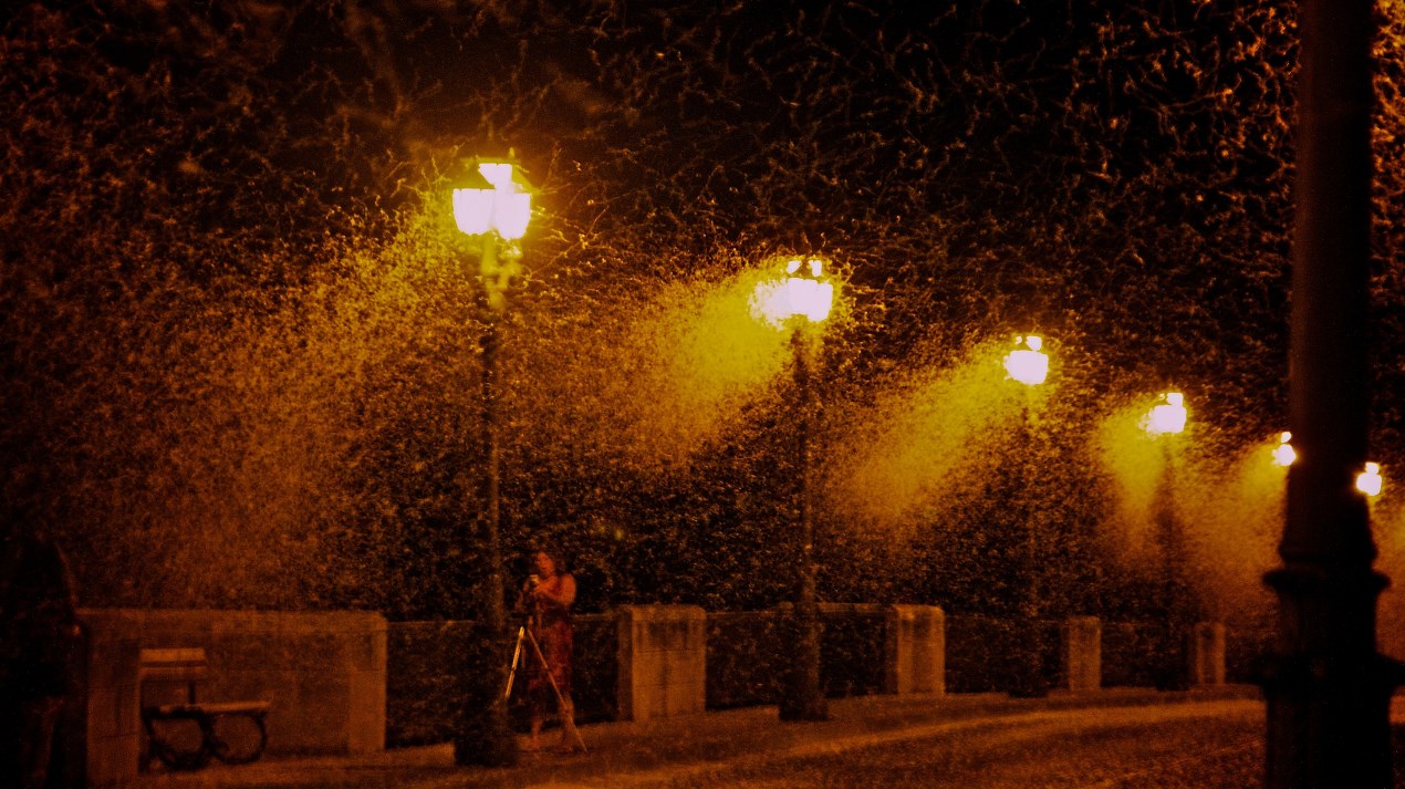 Hundreds of thousands of mayflies, winged aquatic insects in the order Ephemeroptera, attracted to the lights on a bridge over Spain's Rio Ebro. Sensitivity to reflected light that can indicate water, mayflies can be fooled and then trapped by artificial lights. 